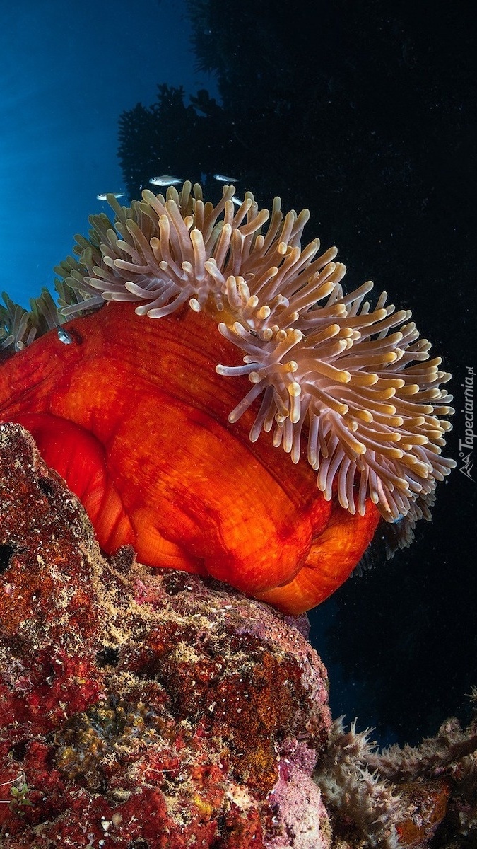 Koralowiec na rafie koralowej