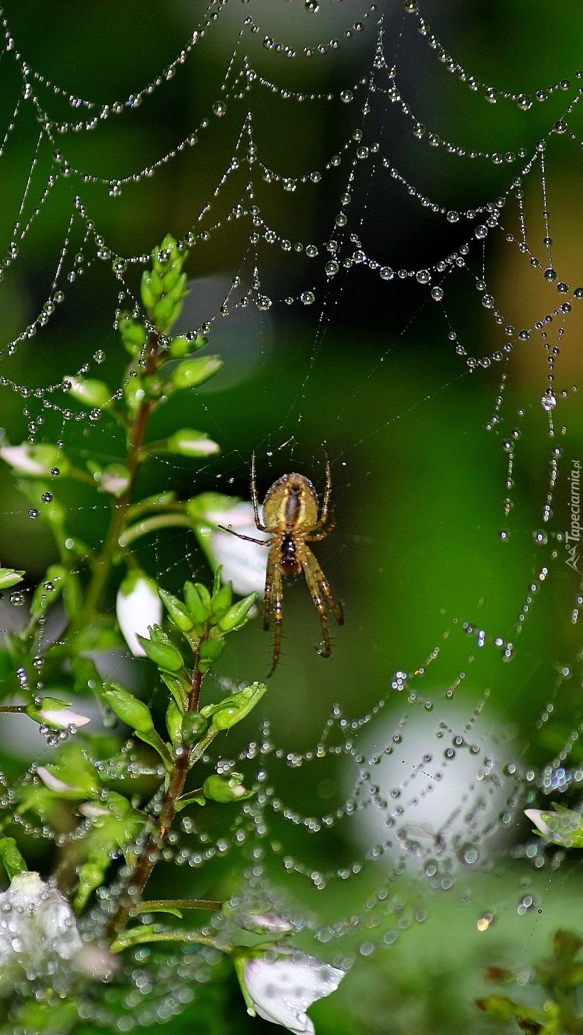 Koronkowa robota pająka