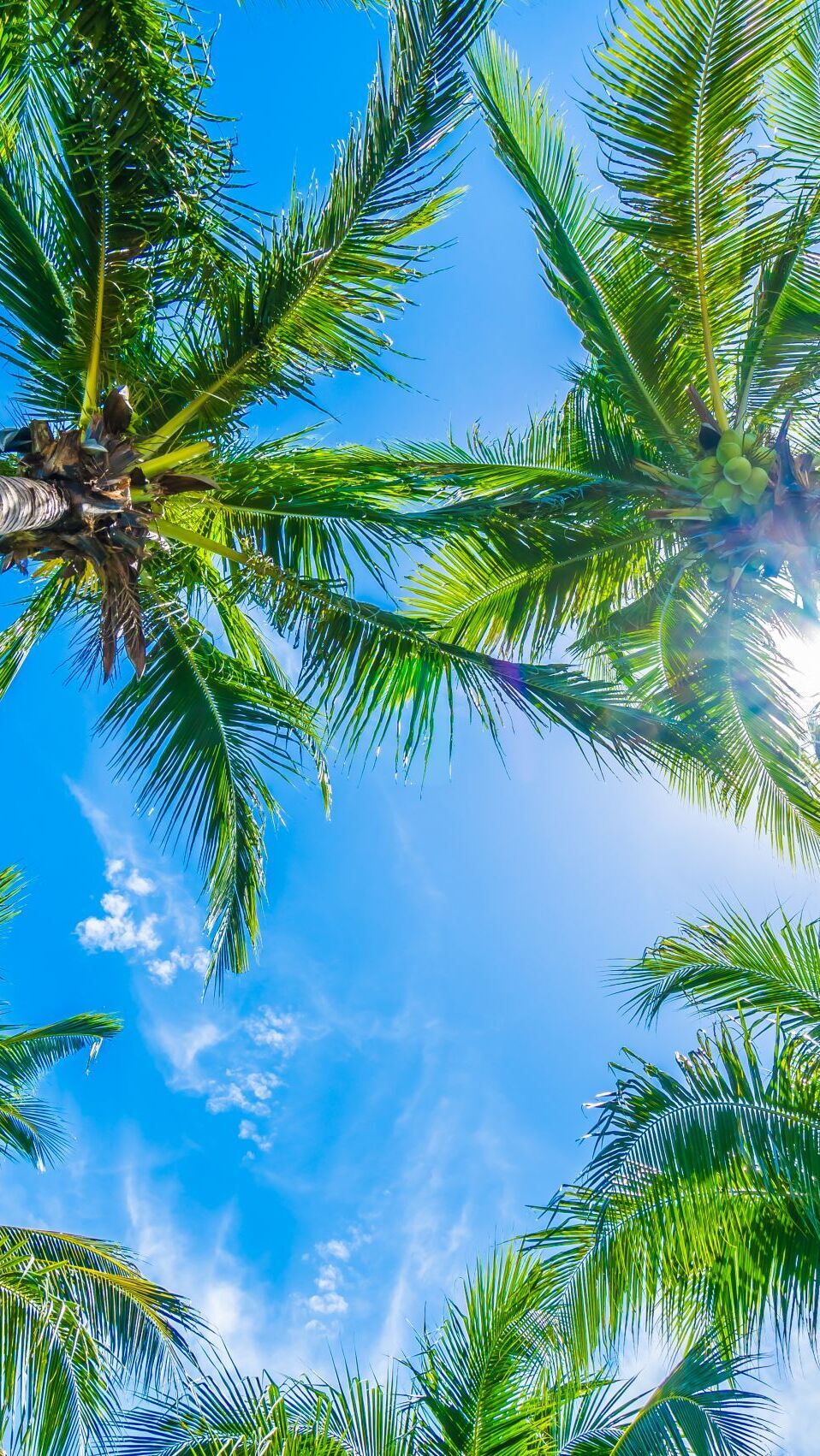 Korony palm kokosowych na tle nieba