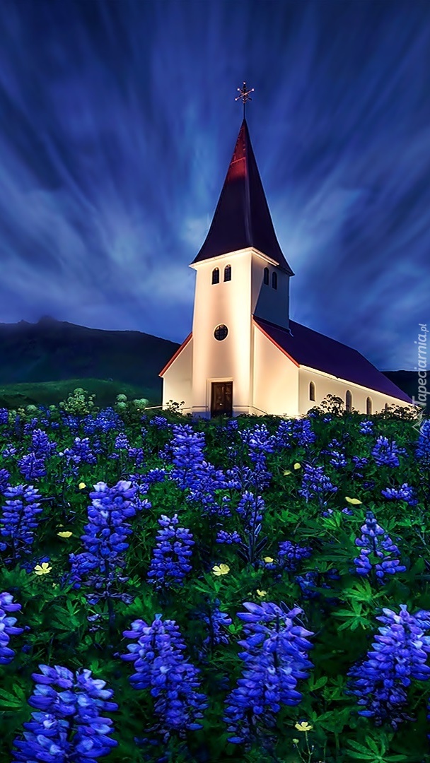 Kościółek w osłonie kwitnących hiacyntów