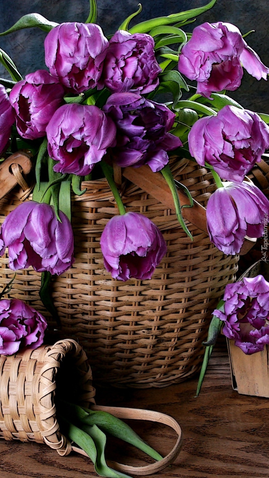 Koszyk pełen fioletowych tulipanów
