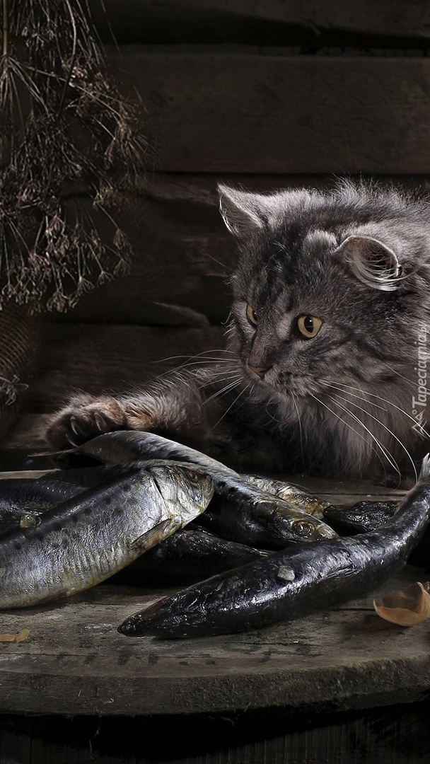 Kot  bawiący się z rybami