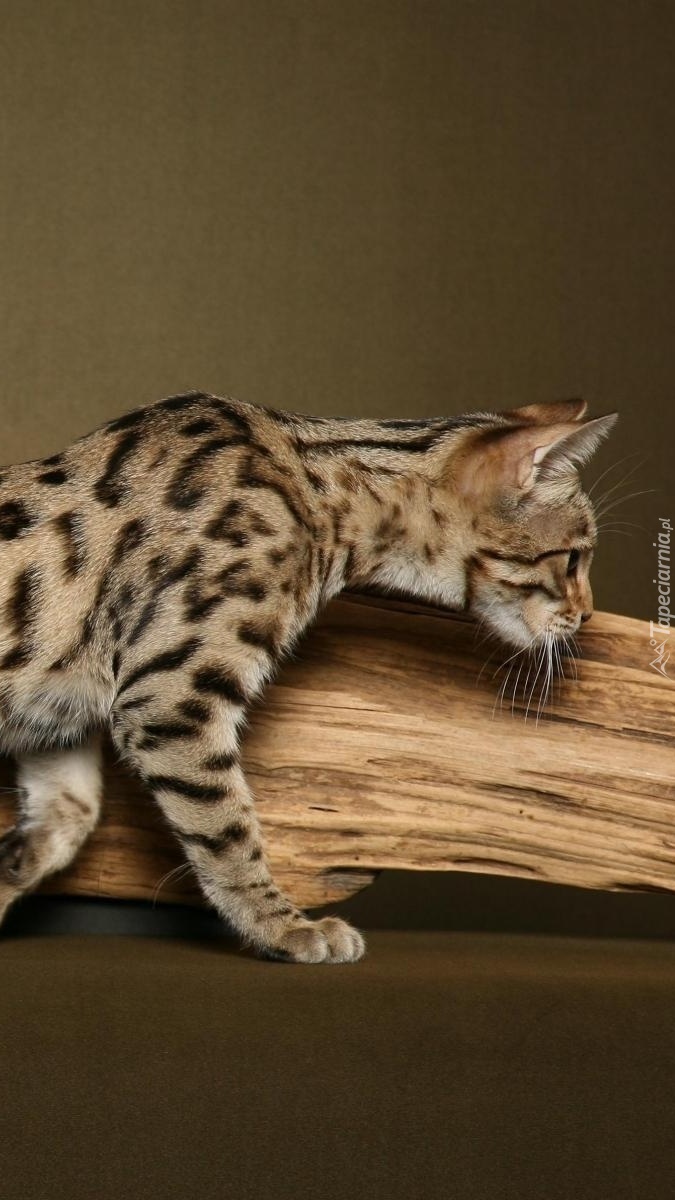 Kot bengalski przy kawałku drewna