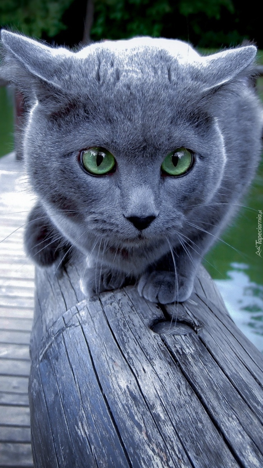 Kot brytyjski na drewnianym moście