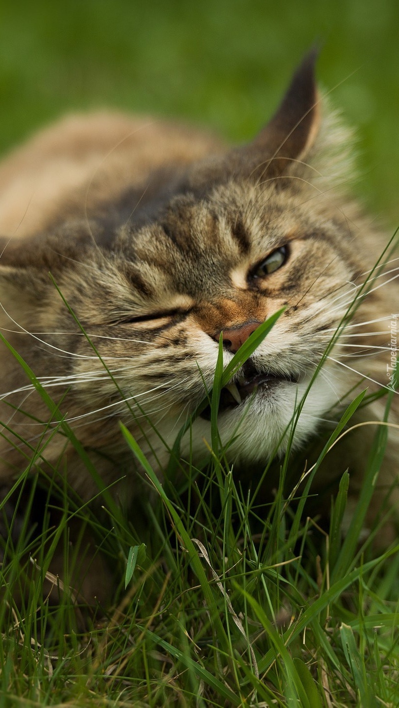 Kot gryzący trawę