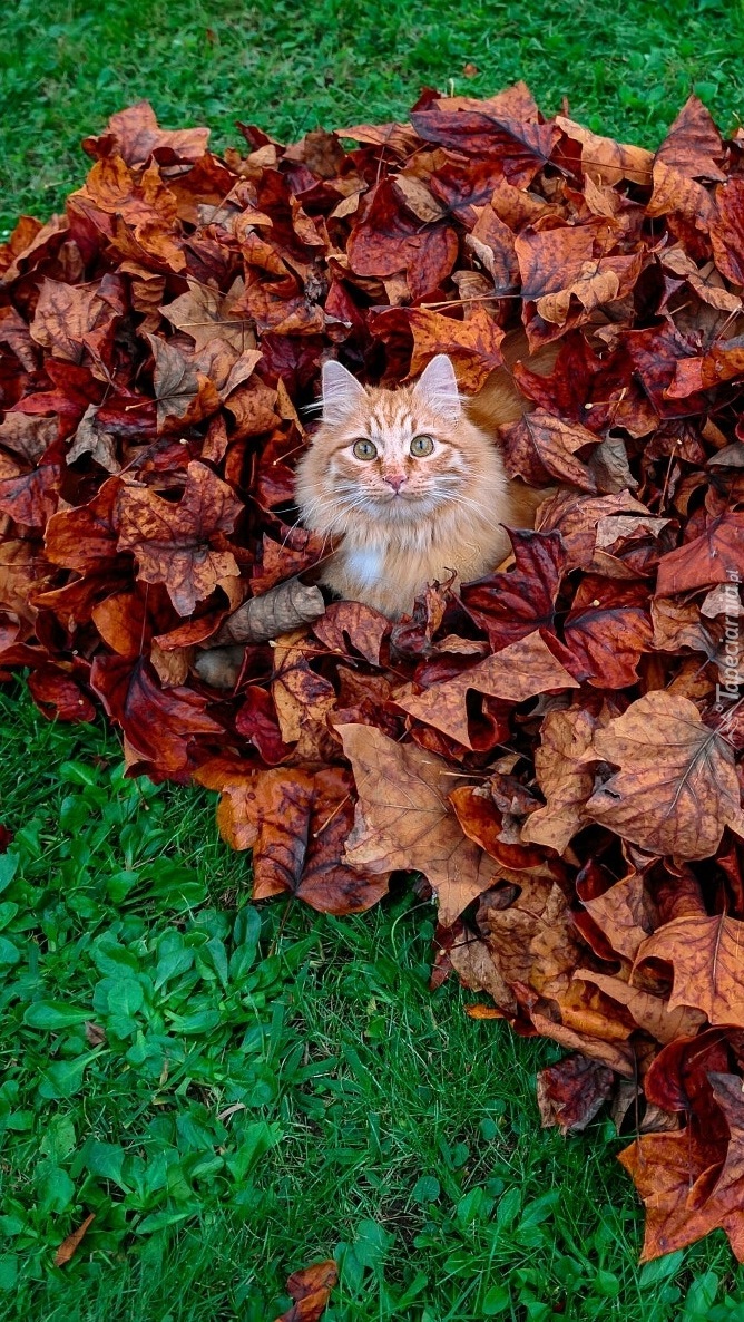 Kot na liściach
