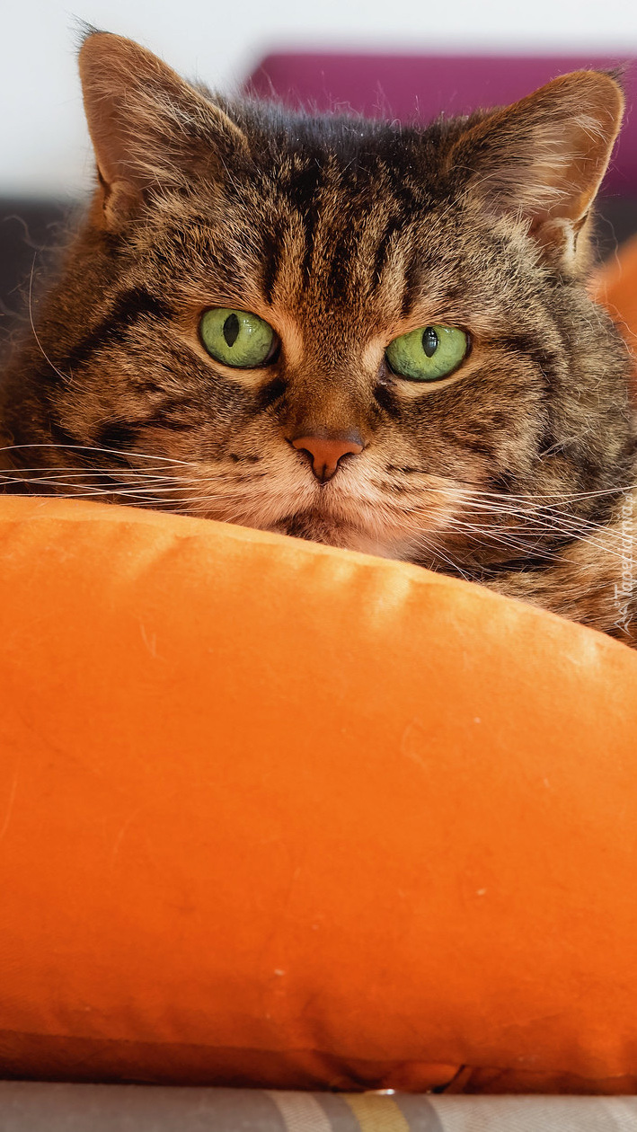 Kot na pomarańczowej poduszce