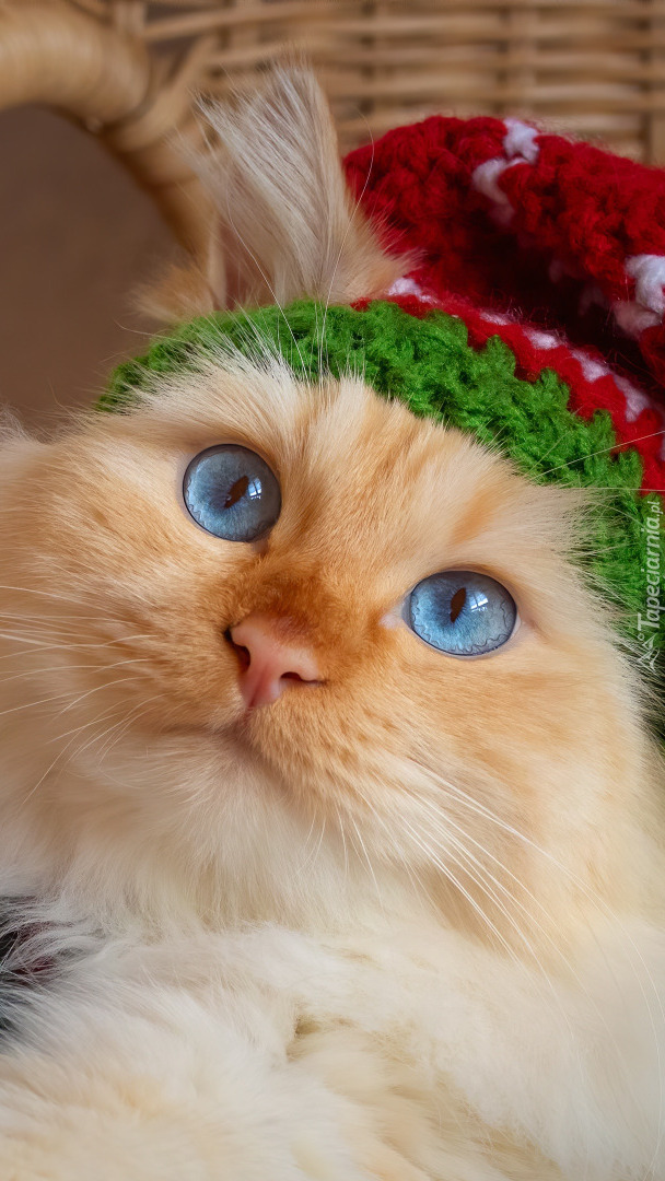 Kot o niebieskich oczach