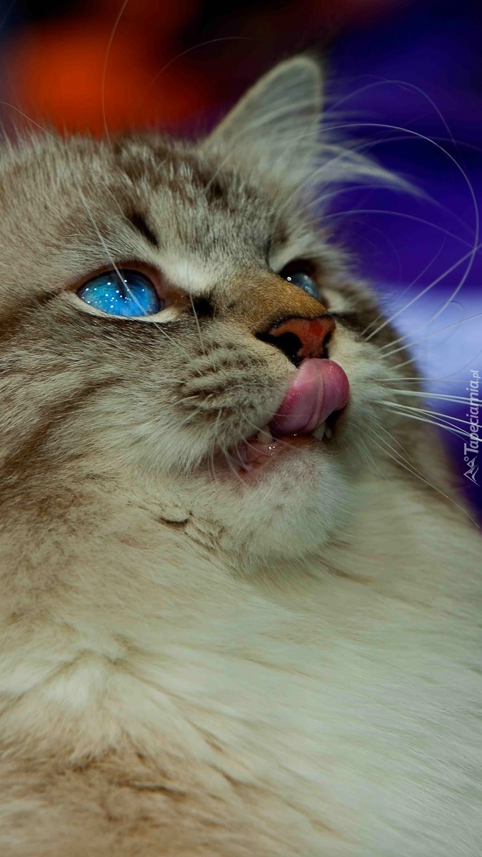 Kot o niebieskich oczkach