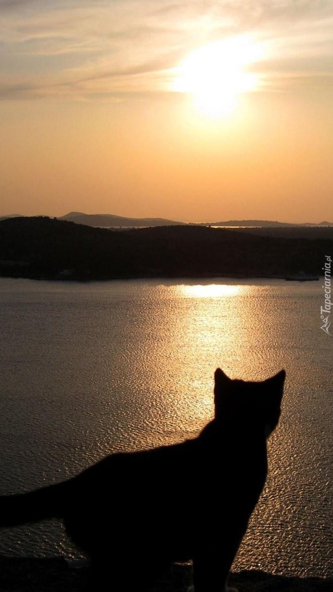 Kot obserwujący zachód słońca nad jeziorem