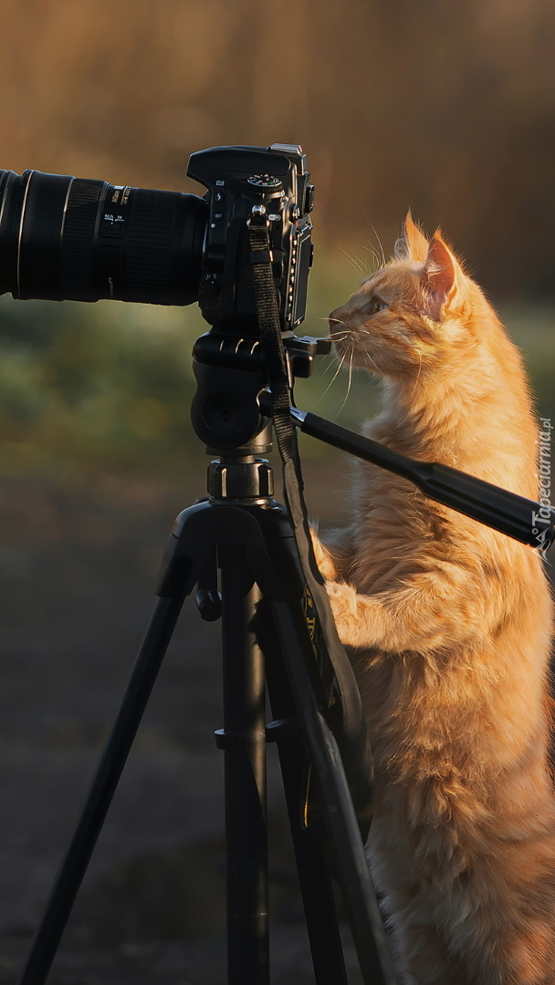 Kot oparty o statyw z aparatem fotograficznym
