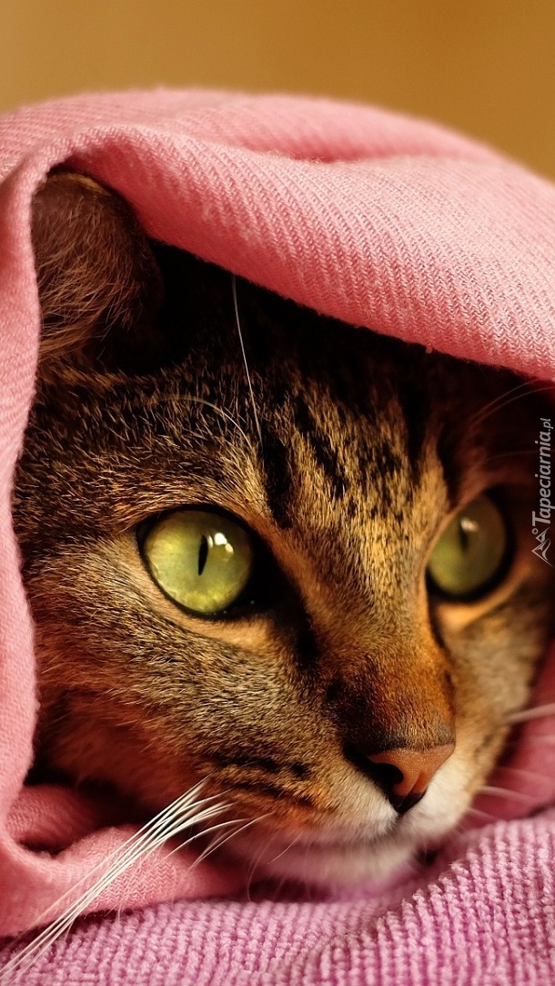 Kot opatulony różowym kocykiem