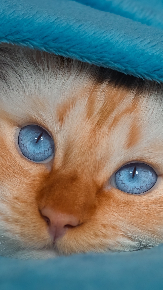 Kot otulony niebieskim kocem