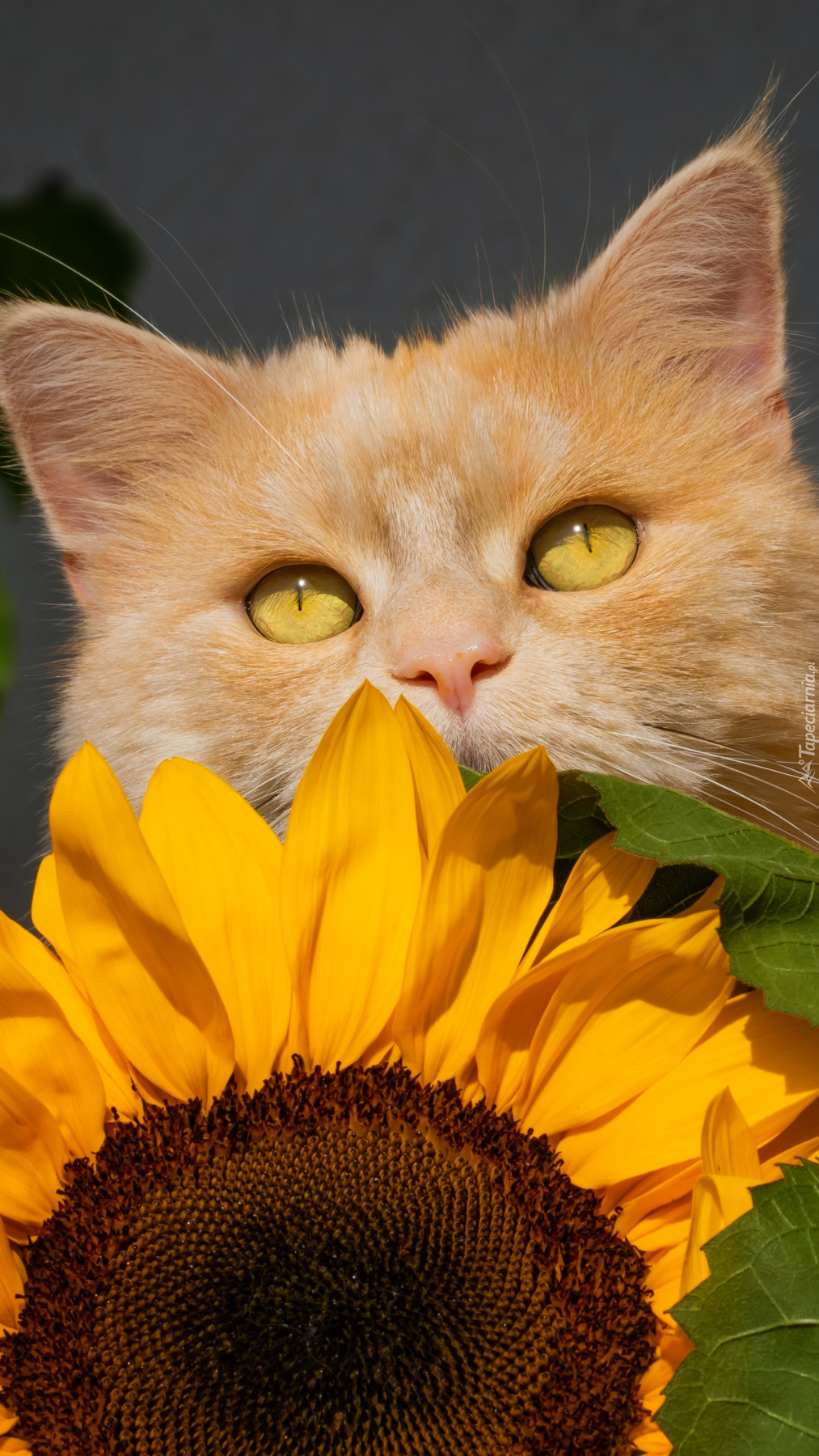 Kot przy słoneczniku