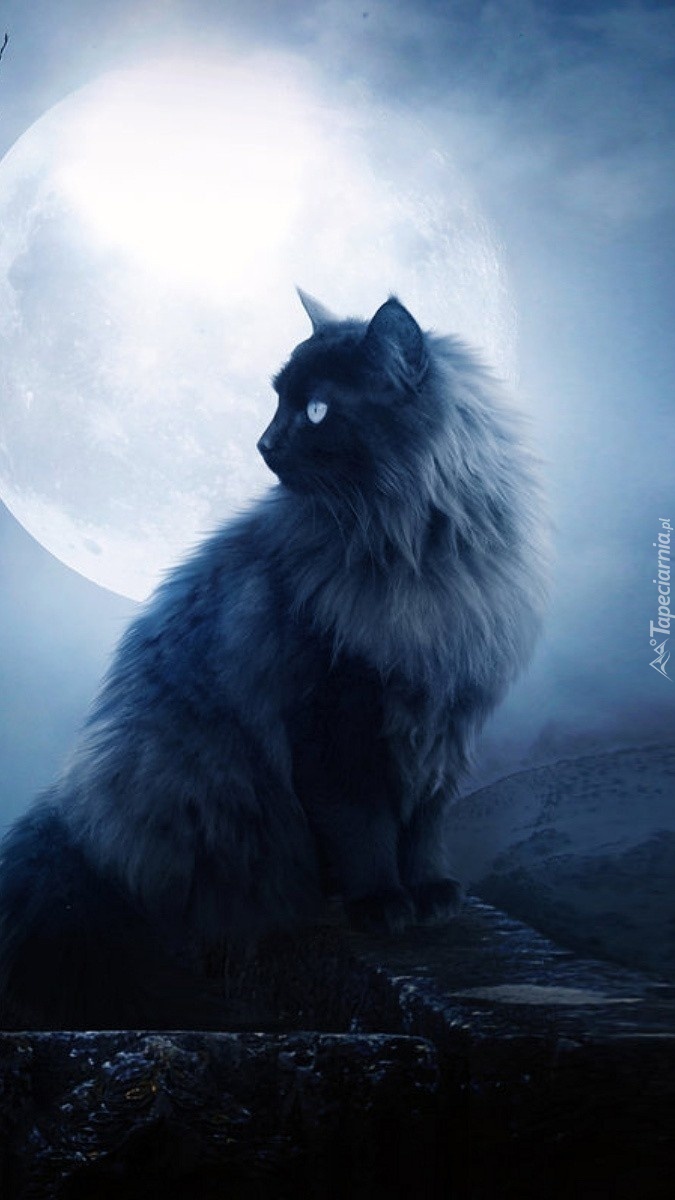 Kot siedzący na kominie w księżycową noc