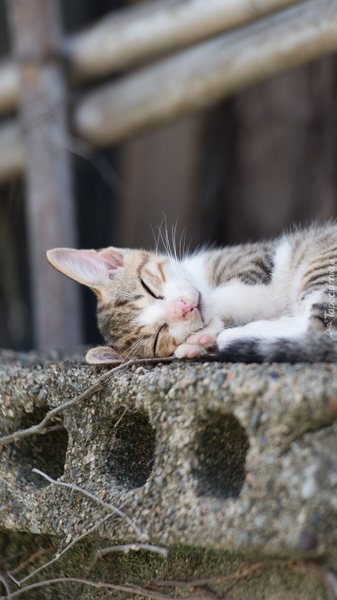 Kot śpiący na betonowej płycie