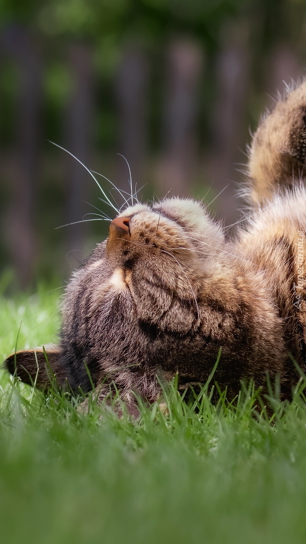 Kot śpiący na trawie