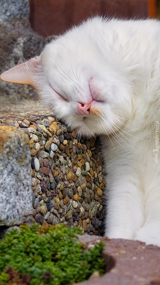 Kot śpiący z głową na kamieniu