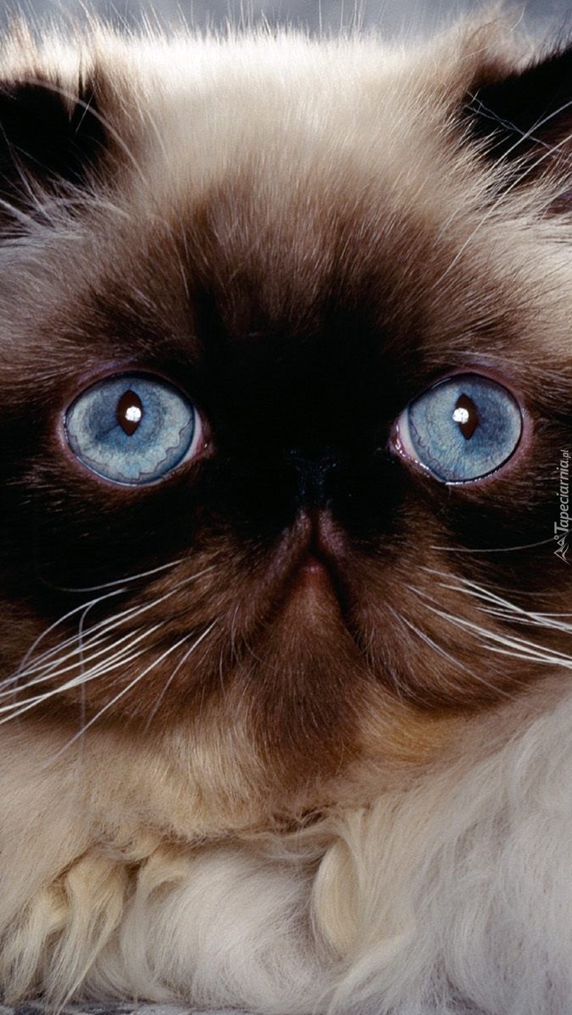 Kot syjamski o niebieskich oczach