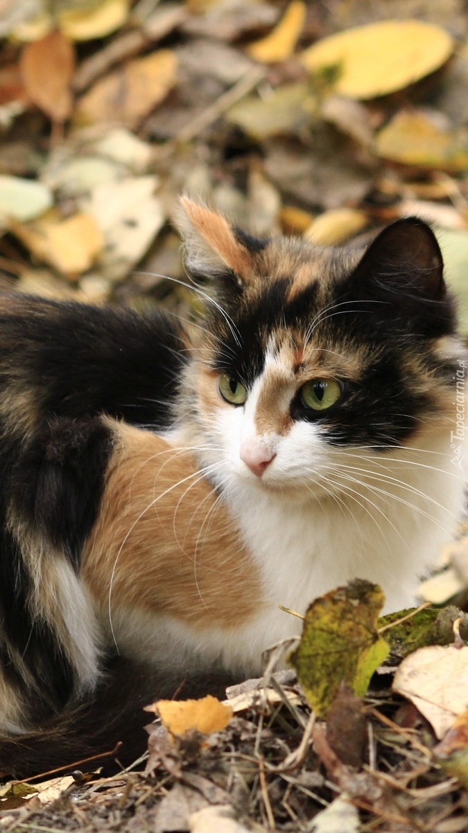 Kot w jesiennych liściach