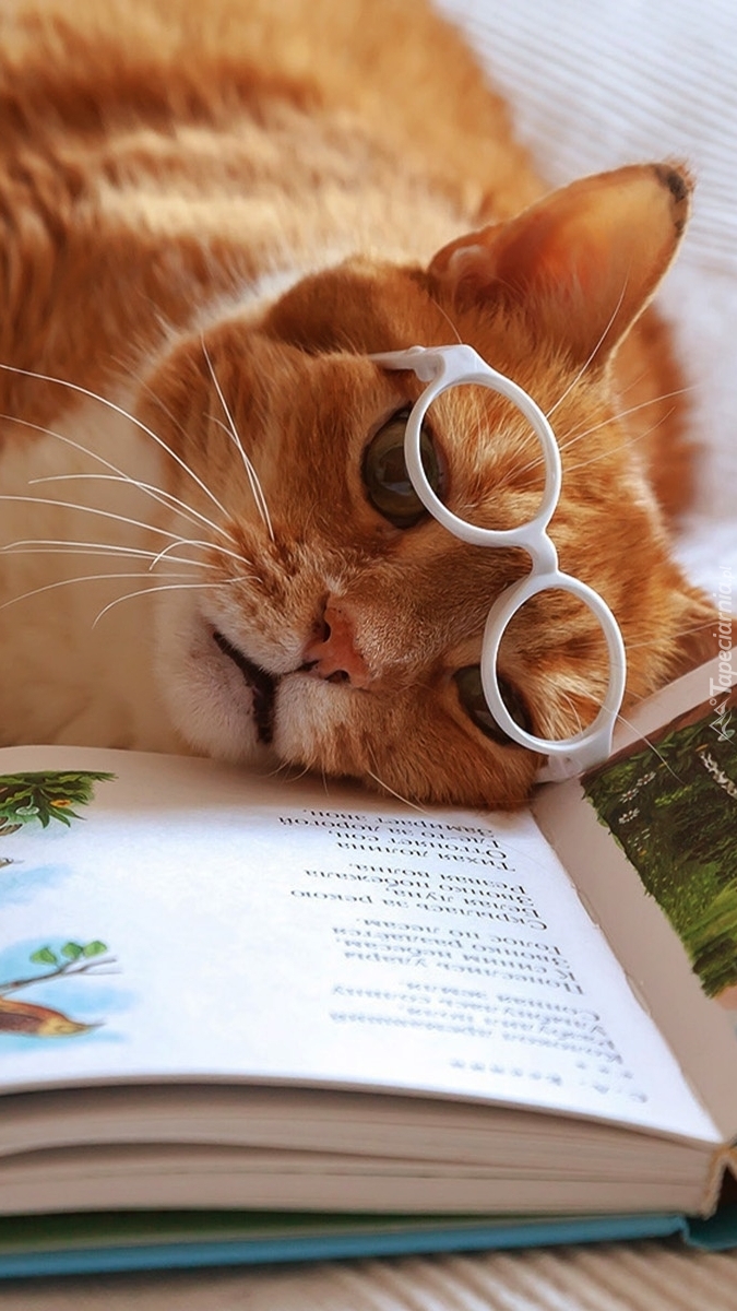 Kot w okularach na książce