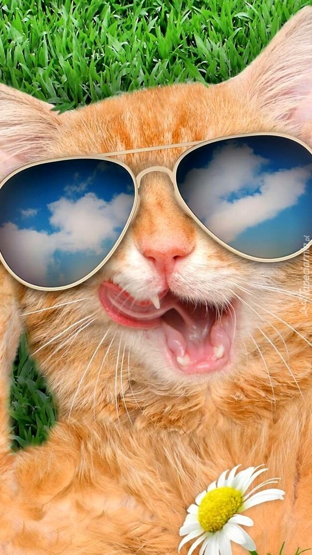 Kot w okularach na trawie