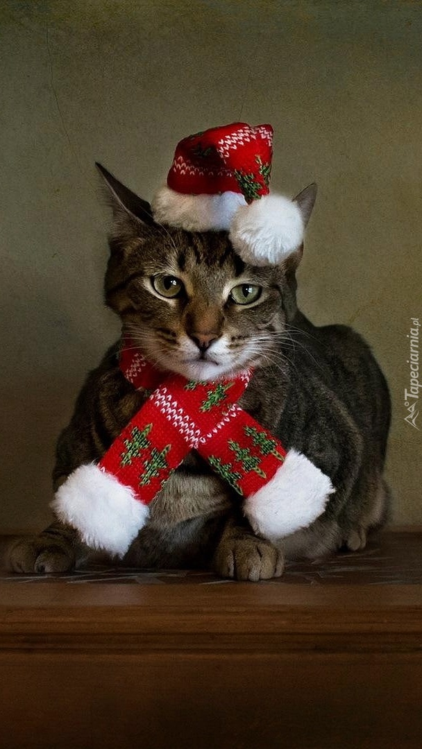 Kot w świątecznym ubranku