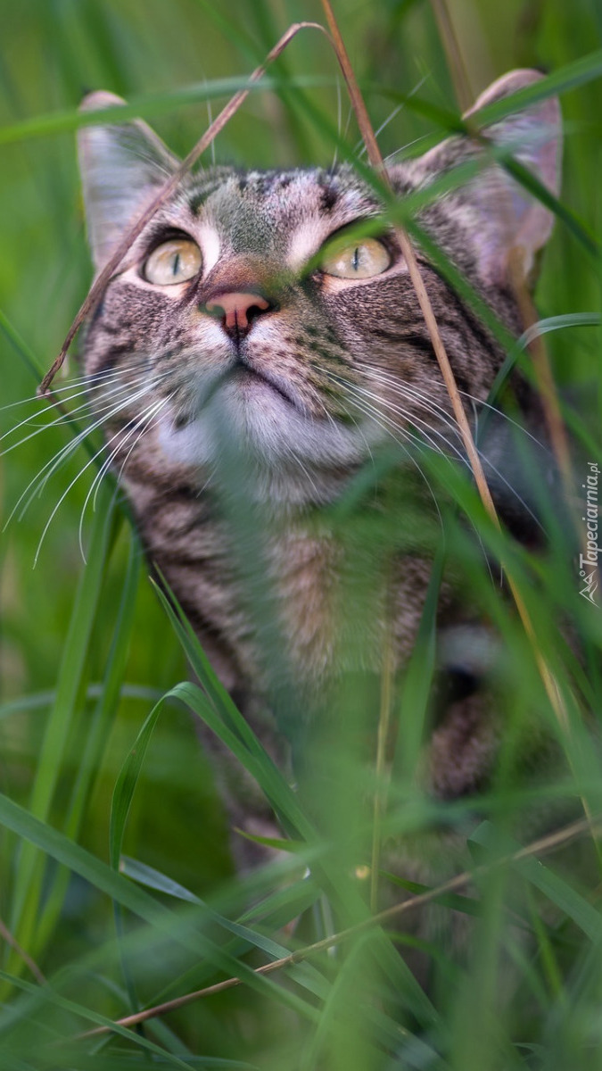 Kot w trawie patrzący w górę