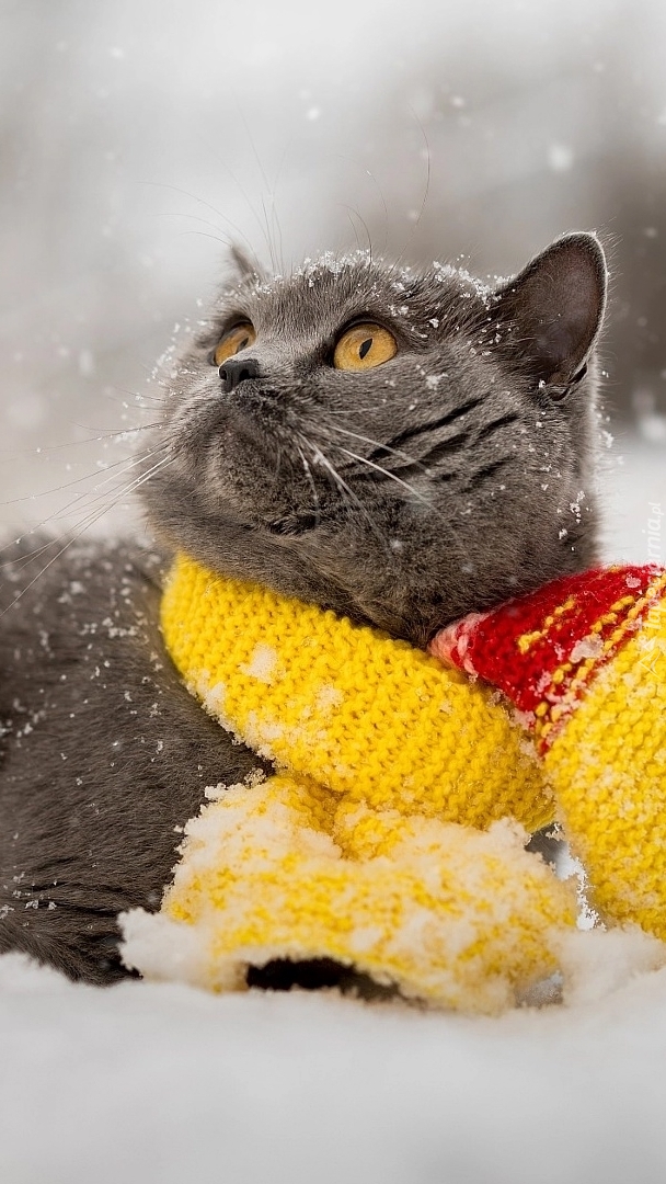 Kot w żółtym szaliku