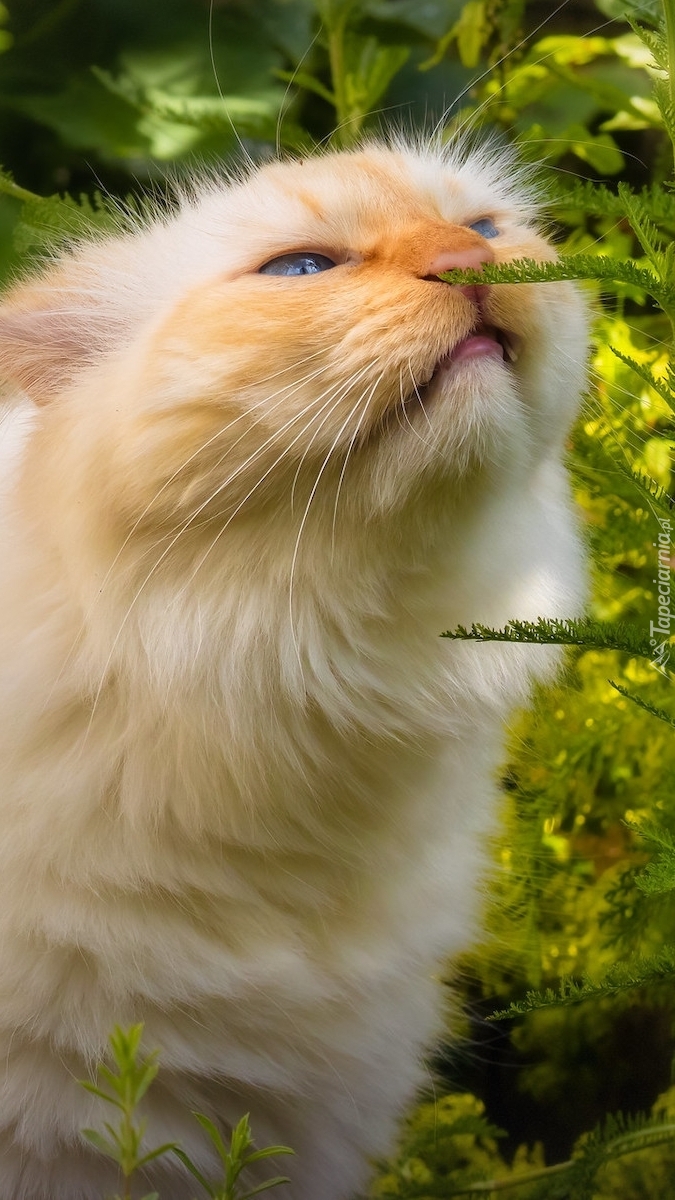Kot wśród roślin