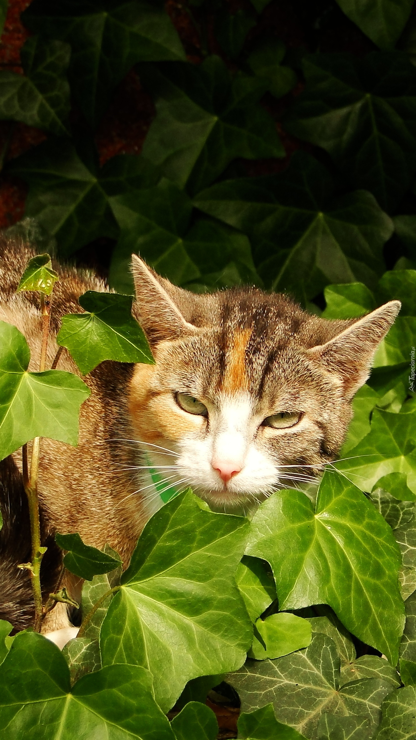 Kot wygląda zza liści bluszczu