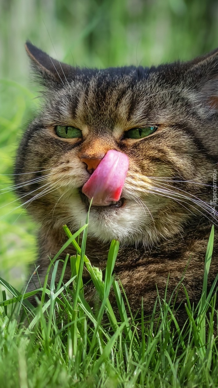 Kot z językiem na nosie