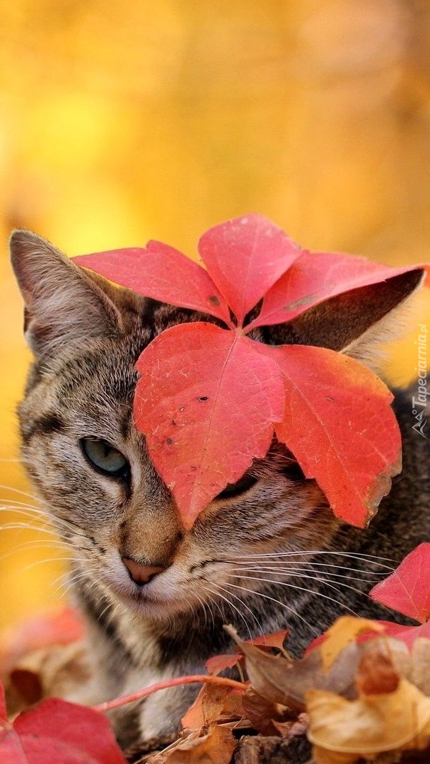 Kot z liściem na głowie