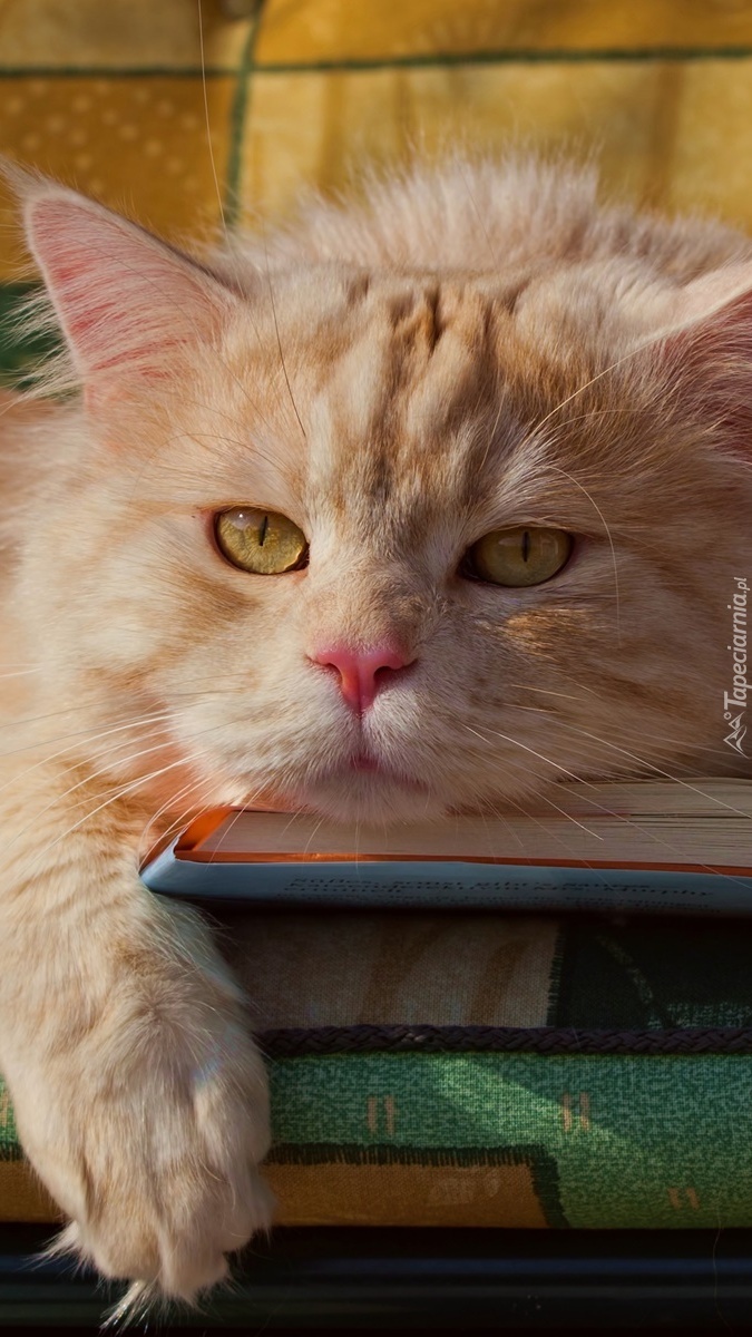 Kot z mordką na otwartej książce