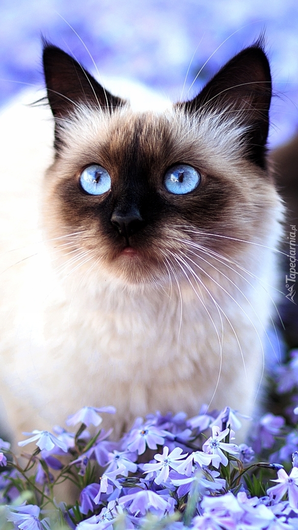 Kot z niebieskimi oczkami siedzi w kwiatach