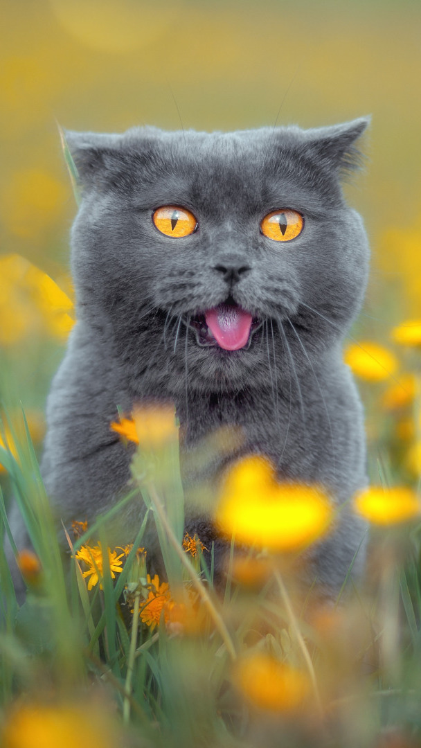 Kot z wystawionym językiem