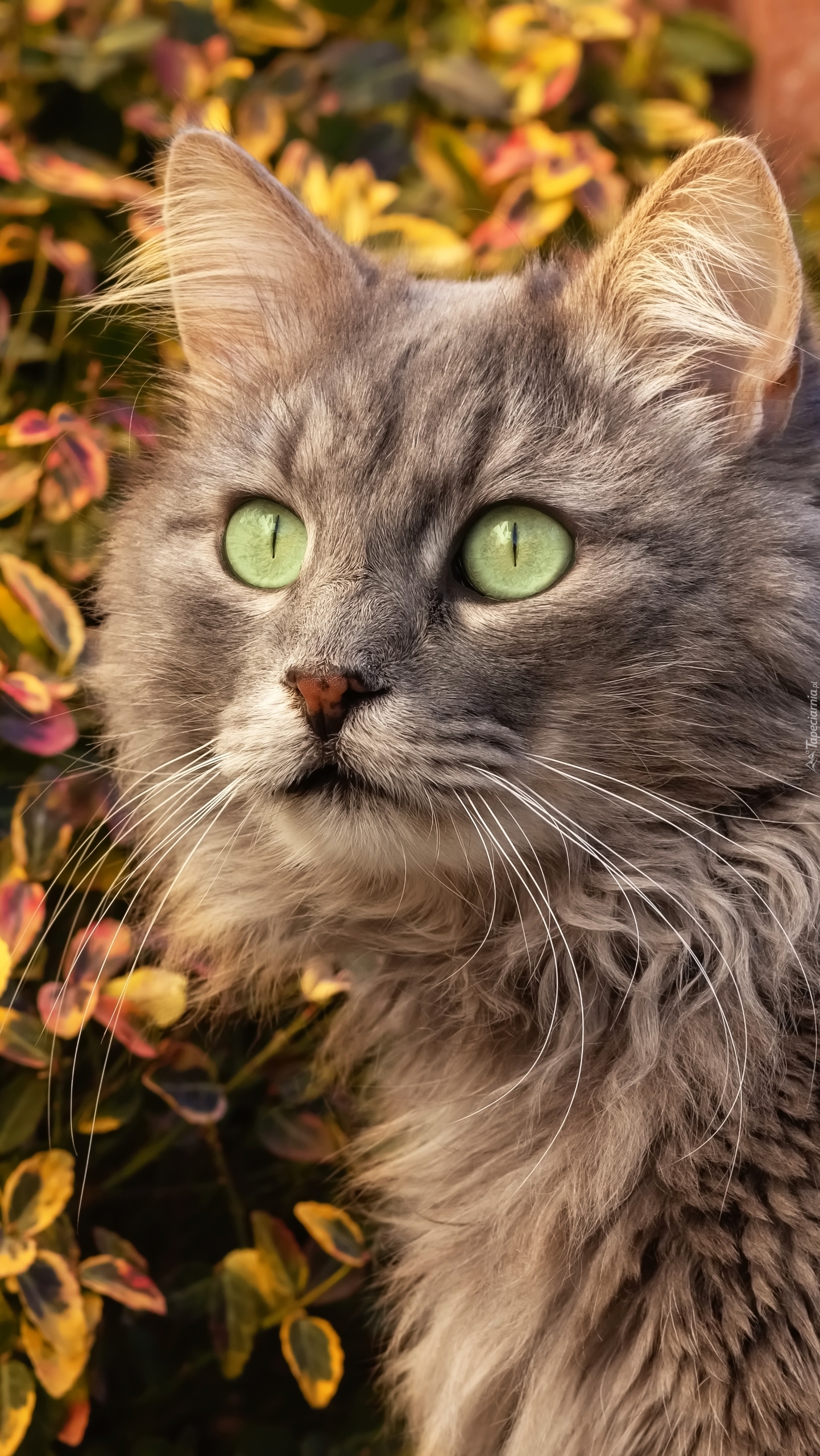 Kot z zielonymi oczami