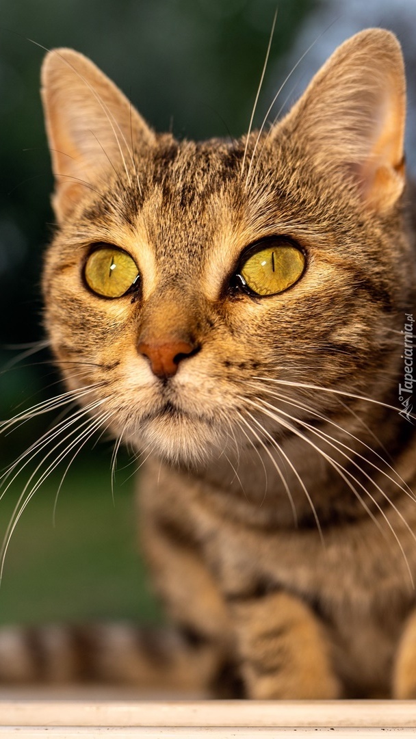 Kot z żółtymi oczami