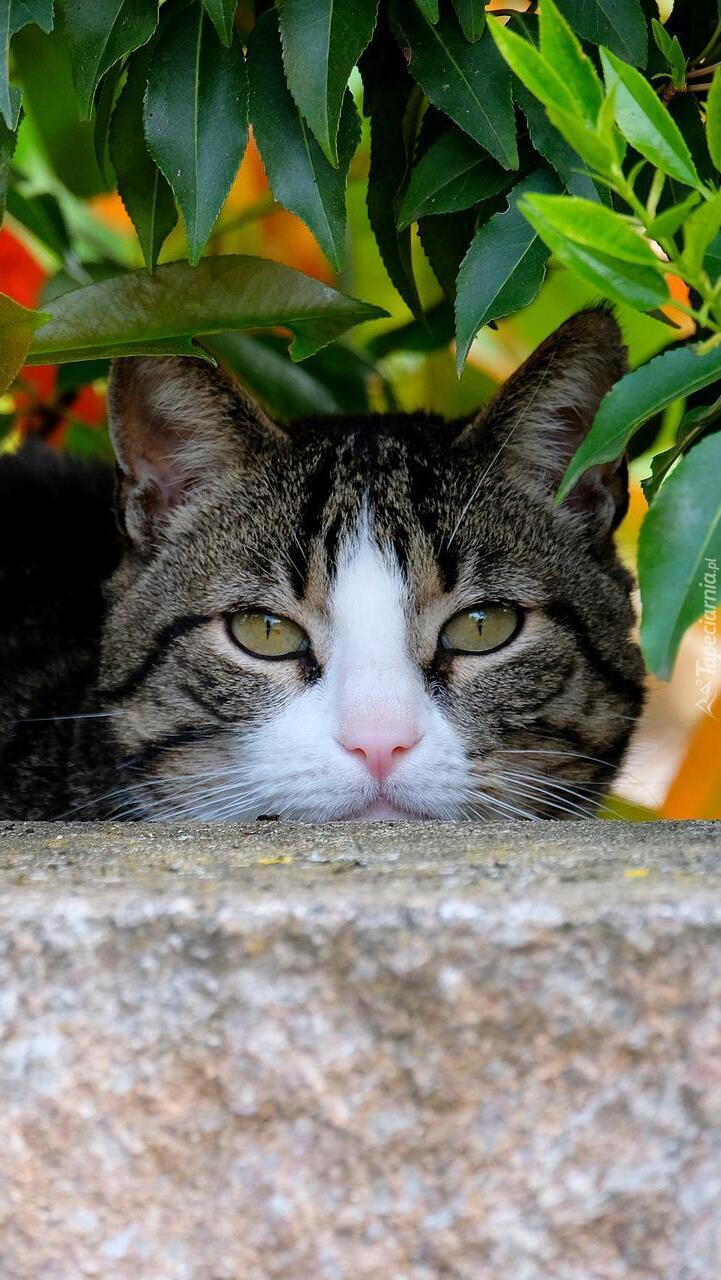 Kot za murkiem pod liśćmi