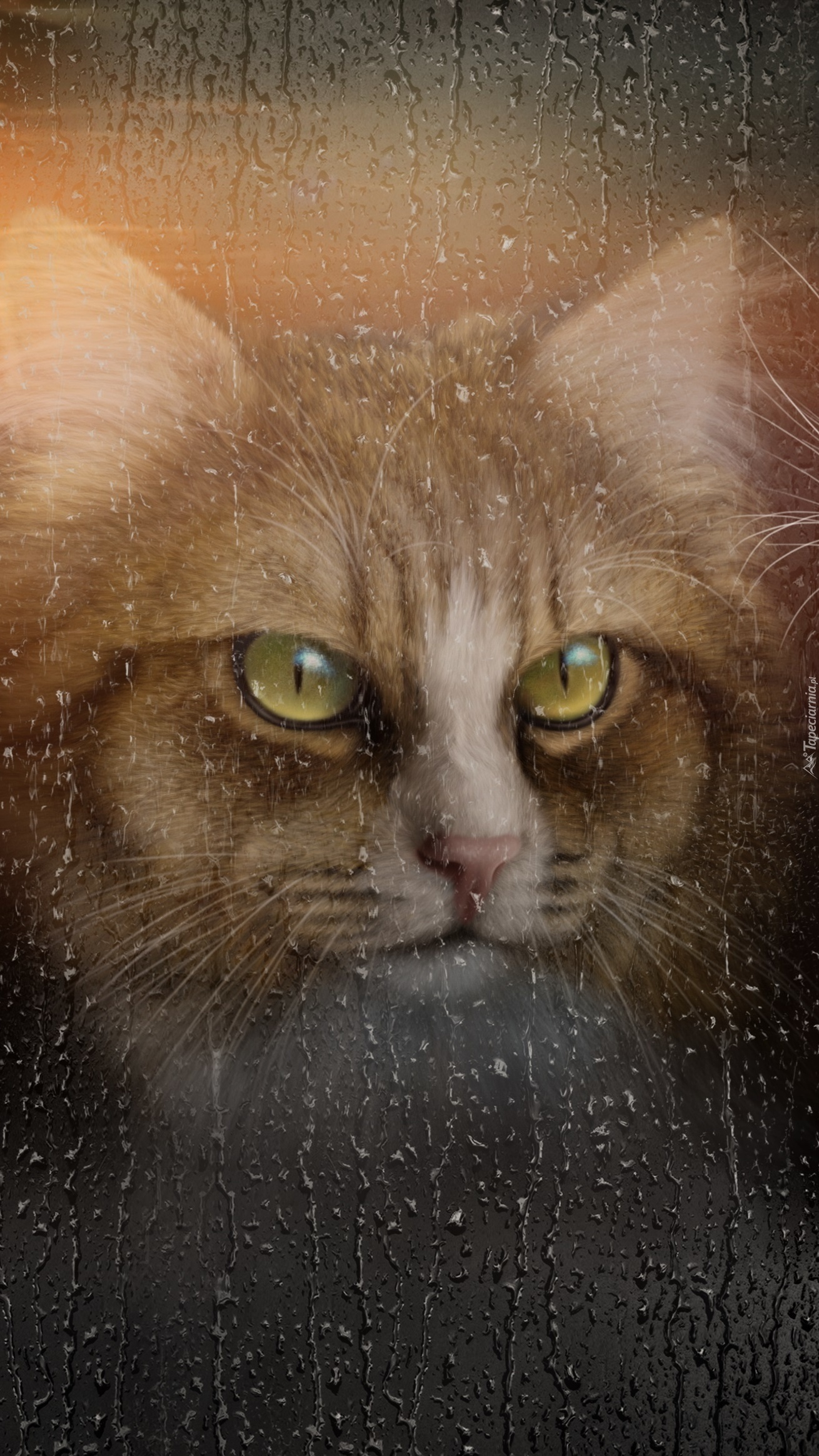 Kot za szybą w deszczu