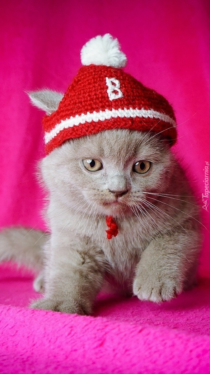 Kotek brytyjski w czapce