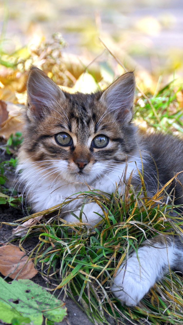Kotek leżący na trawie