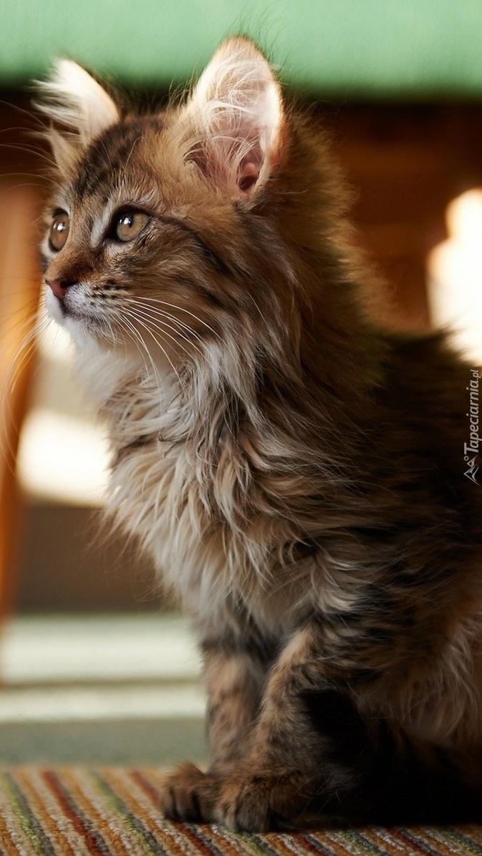 Kotek maine coon