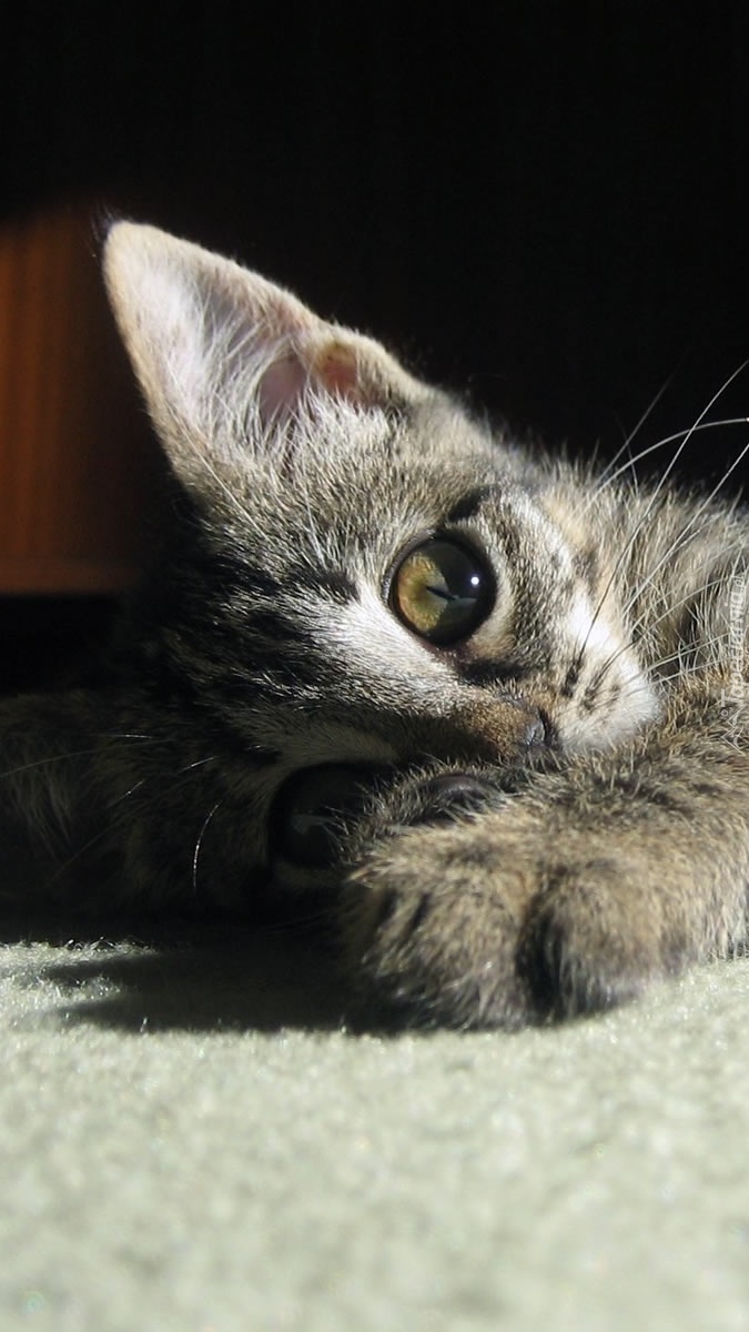 Kotek na dywanie