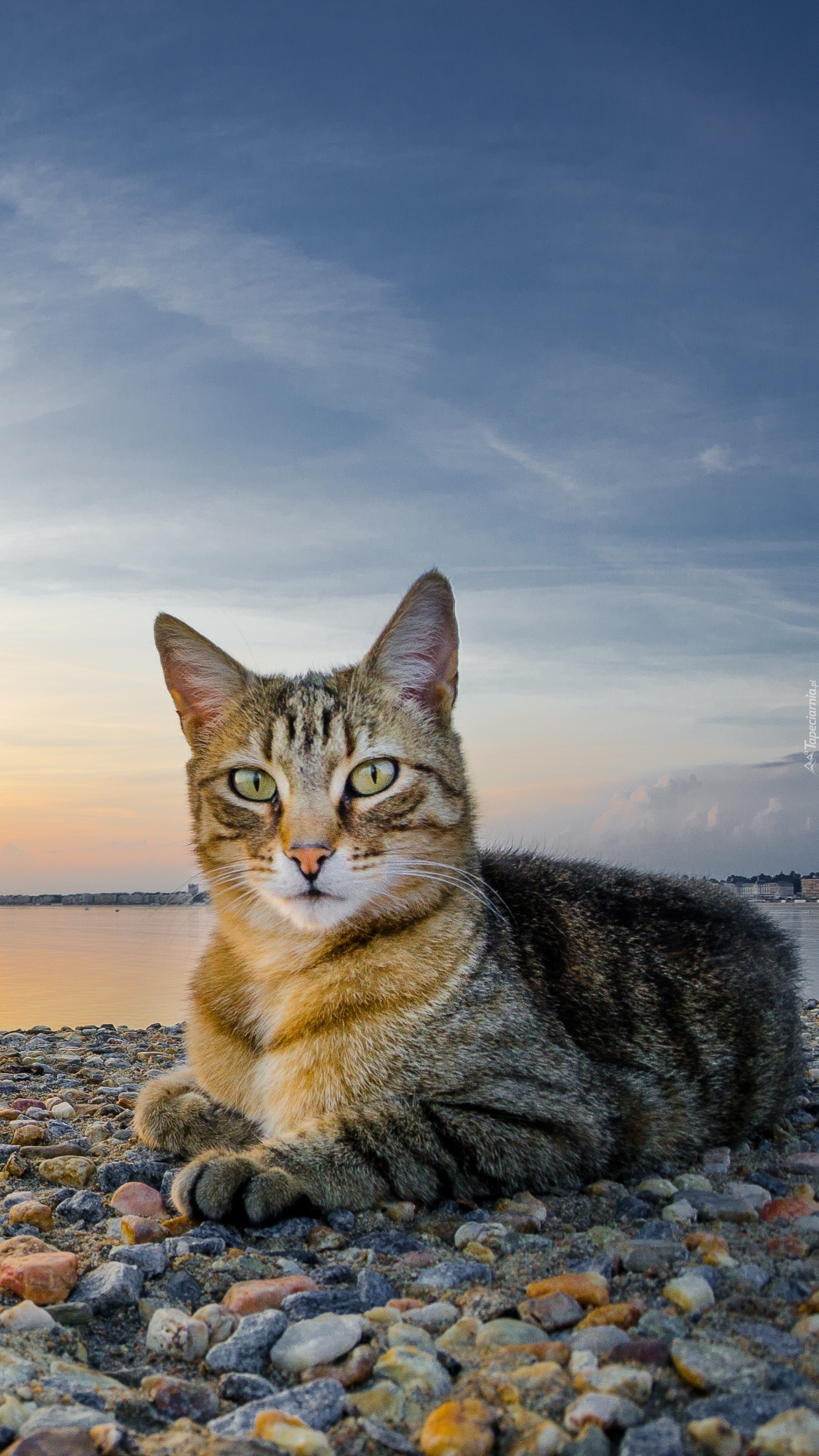 Kotek na kamienistej plaży