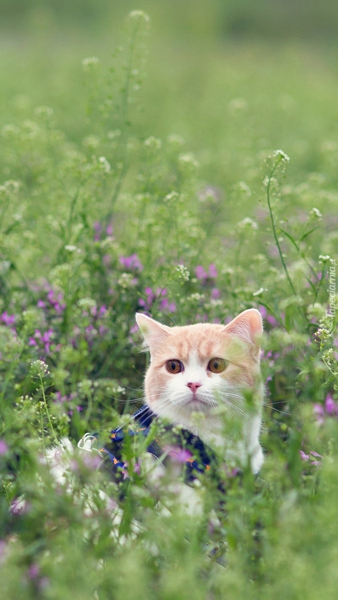 Kotek na kwiatowej łące