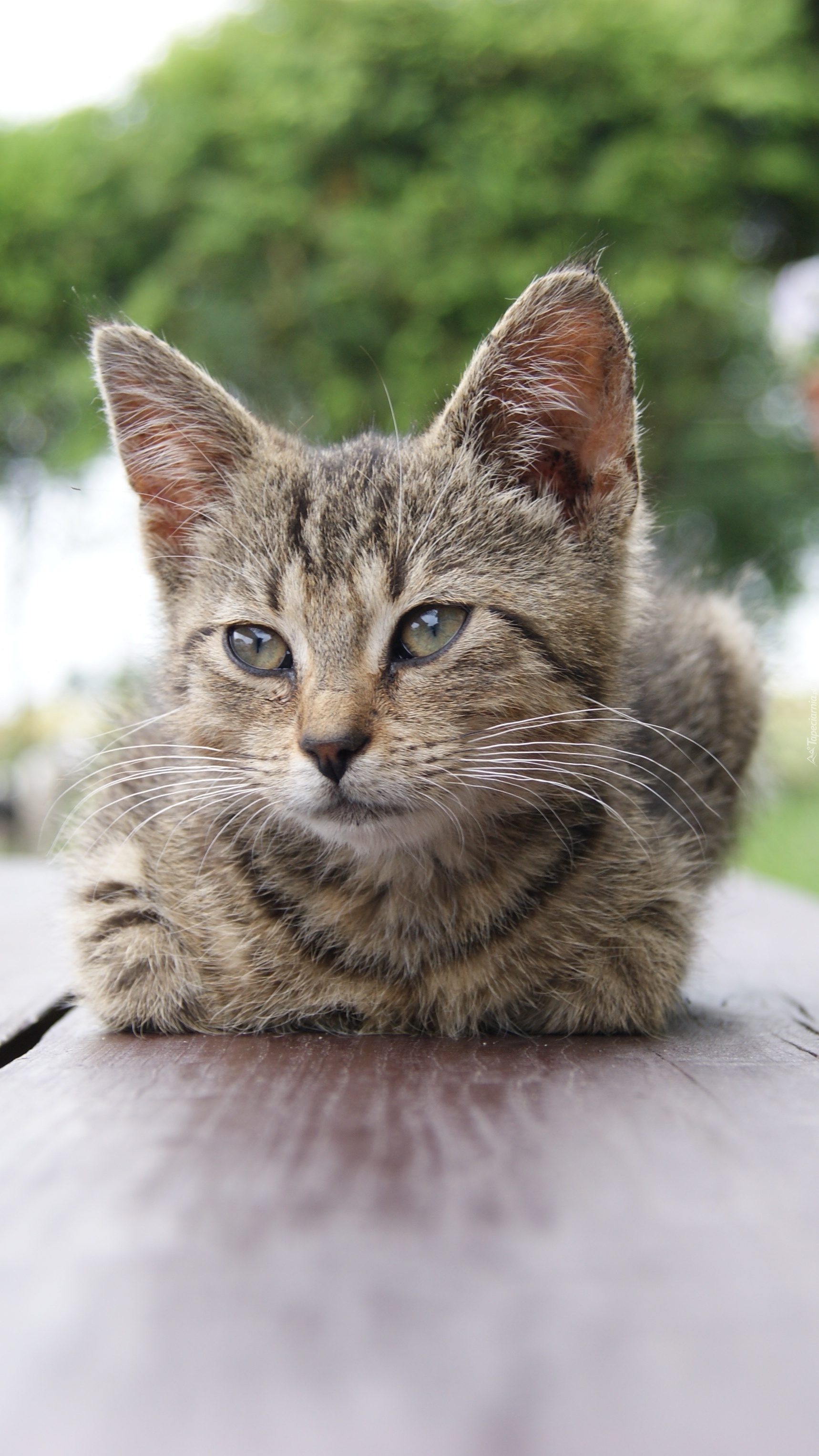 Kotek na ławeczce posiedzi troszeczkę