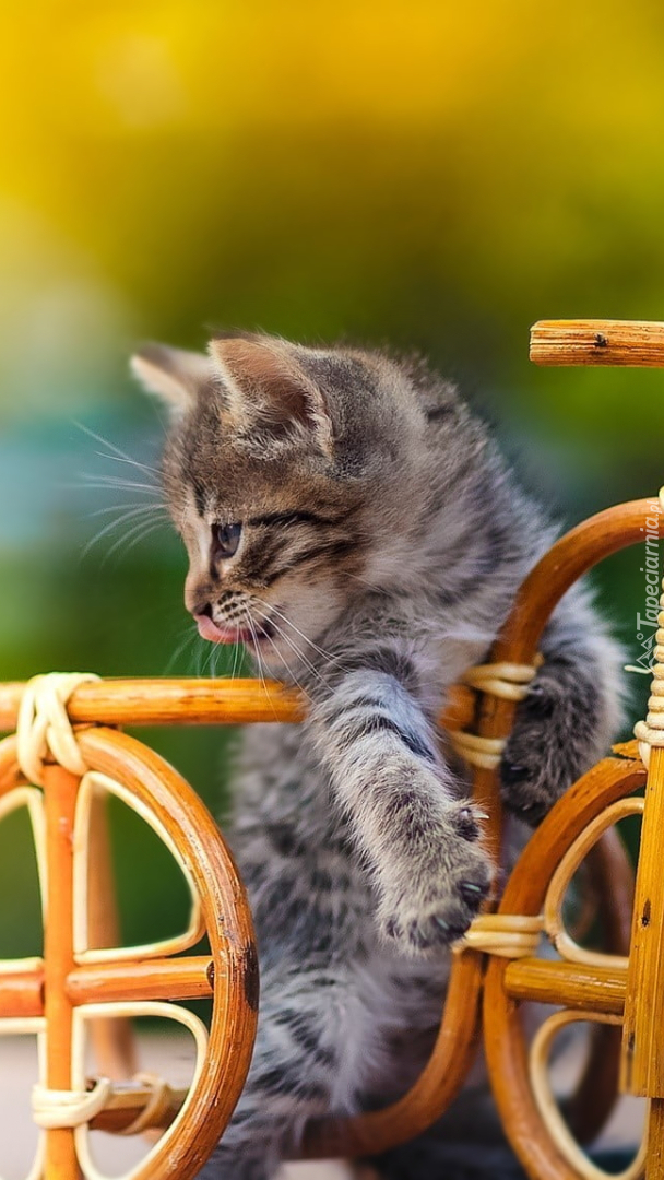 Kotek na rowerku