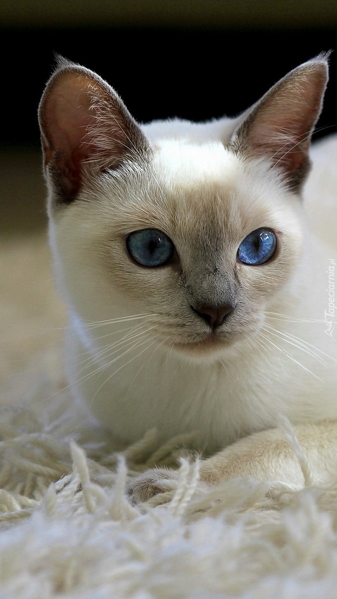 Kotek o niebieskich oczach