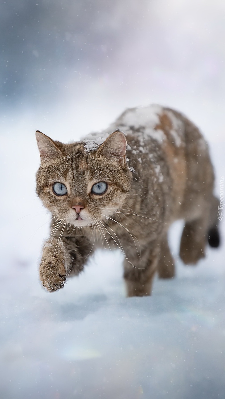 Kotek stąpający po śniegu